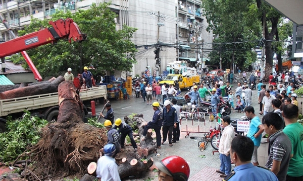 Nhiều người thoát chết khi cây khổng lồ ngã ra đường